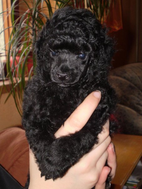mauro-puppy